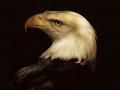 Aigle 016
